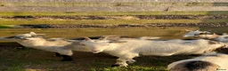 Goats livestock for sale: Wether Pygmy goats  in Bristol - Advert 8
