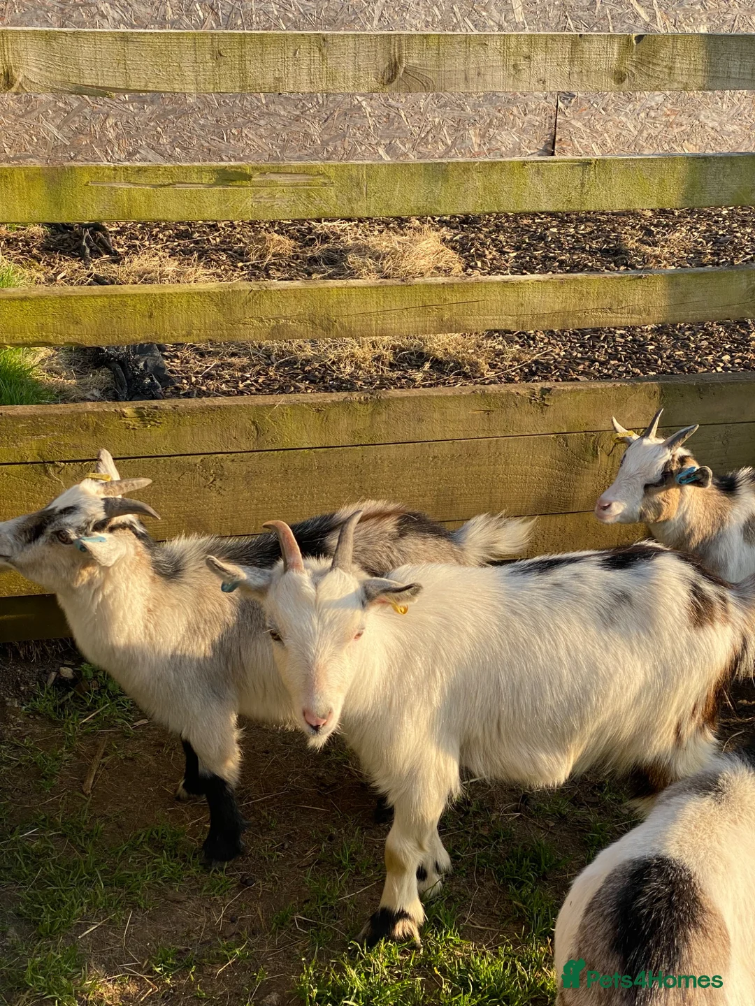 Goats livestock for sale: Wether Pygmy goats  in Bristol - Advert 8