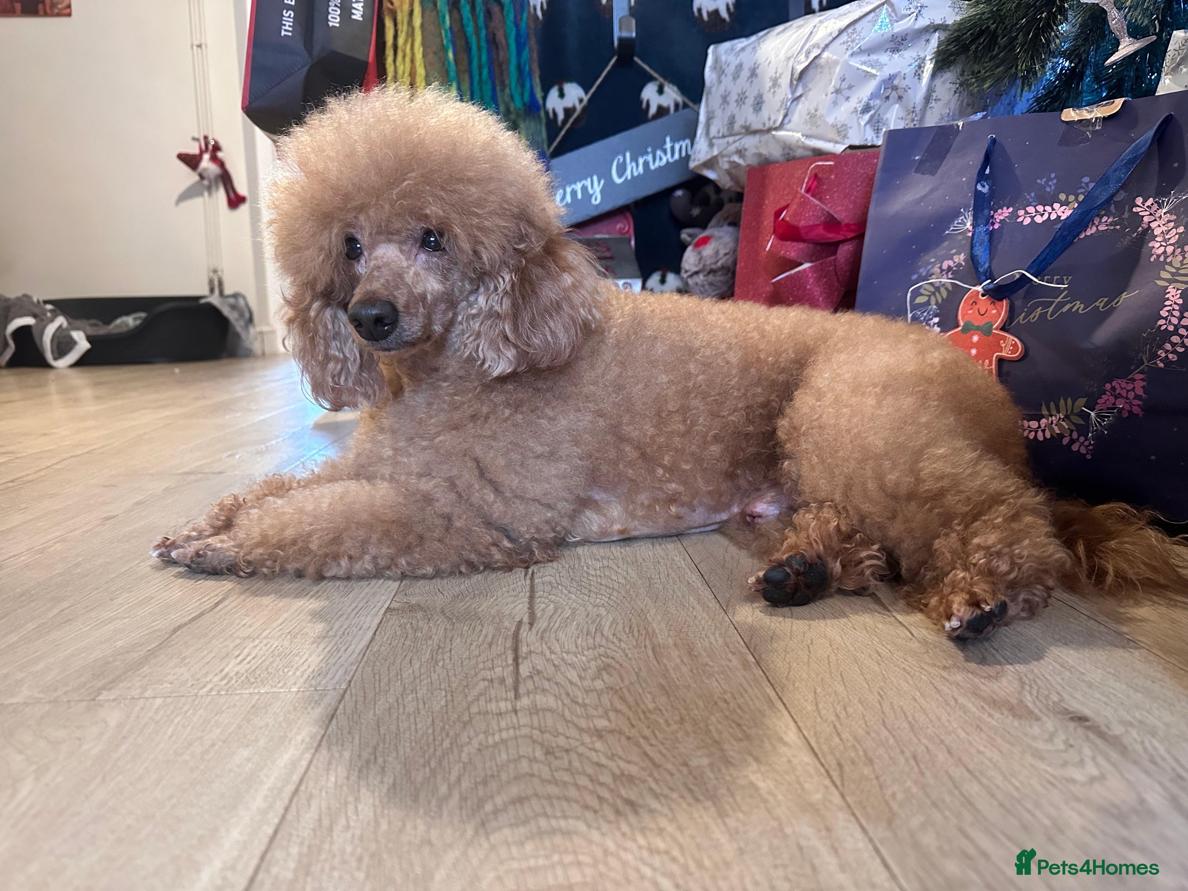 Toy Poodle dogs Eric Would like to thank everyone, now retired.  - Advert 1