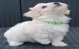 Maltese dogs for sale: Maltese Puppy KC Registred 9 weeks old London EN5 - Image 18