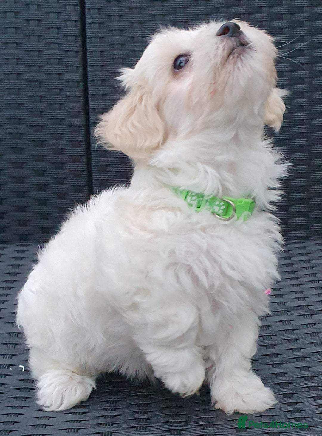 Maltese dogs for sale: Maltese Puppy KC Registred 9 weeks old London EN5 - Image 18