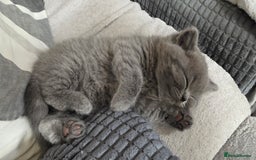 British Shorthair cats for sale: British Shorthair Kittens - 2 girls  - Image 3
