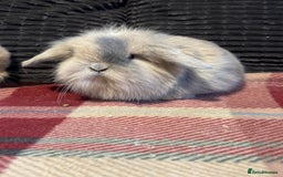 Mini Lop rabbits for sale: Gorgeous lop eared bunnies - Image 3