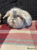 Mini Lop rabbits - Advert 1