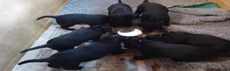 Labrador Retriever dogs for sale: 3 males in Aberlour - Advert 5