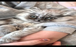Persian cats for sale: 2 beautiful females  - Advert 1