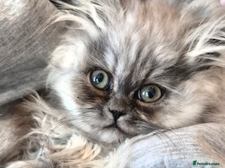 Persian cats for sale: 2 beautiful females - Advert 1