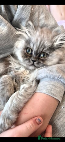 Persian cats 2 beautiful females - Advert 1