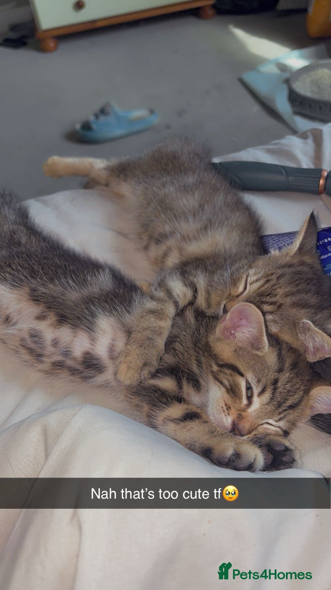 Mixed Breed cats Beautiful kittens! - Advert 1