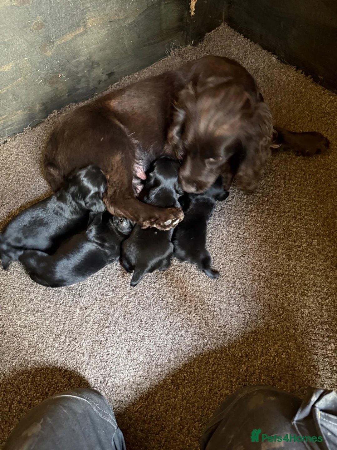 Cocker Spaniel dogs for sale: Cocker spaniel  - Advert 7