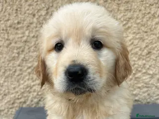 Golden Retriever dogs Only 2 girls and 1 boy left.💙🩷 - Advert 17