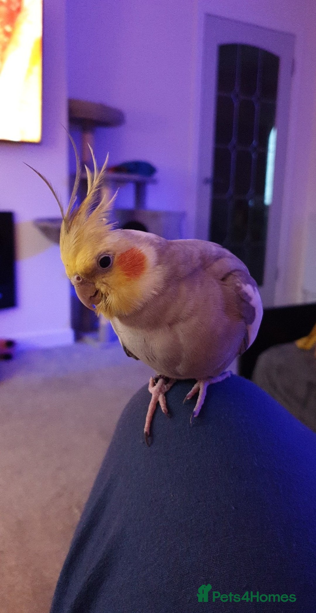 Cockatiels birds for sale: Hand reared male cinnamon cockateil  - Advert 3