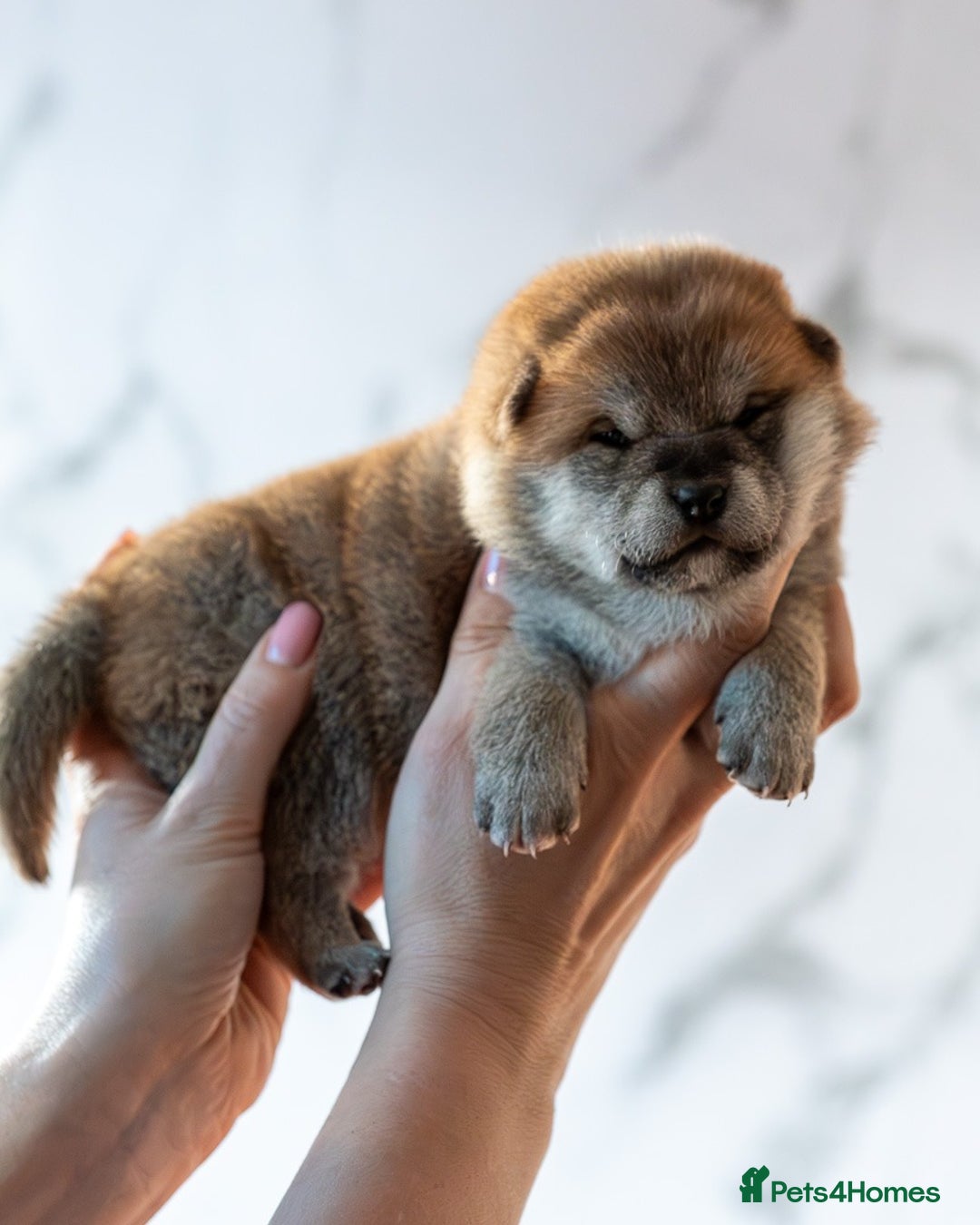 Japanese Shiba Inu dogs for sale: 🐾🏵Original Japanese Shiba inu puppies 🏵🐾 - Advert 15