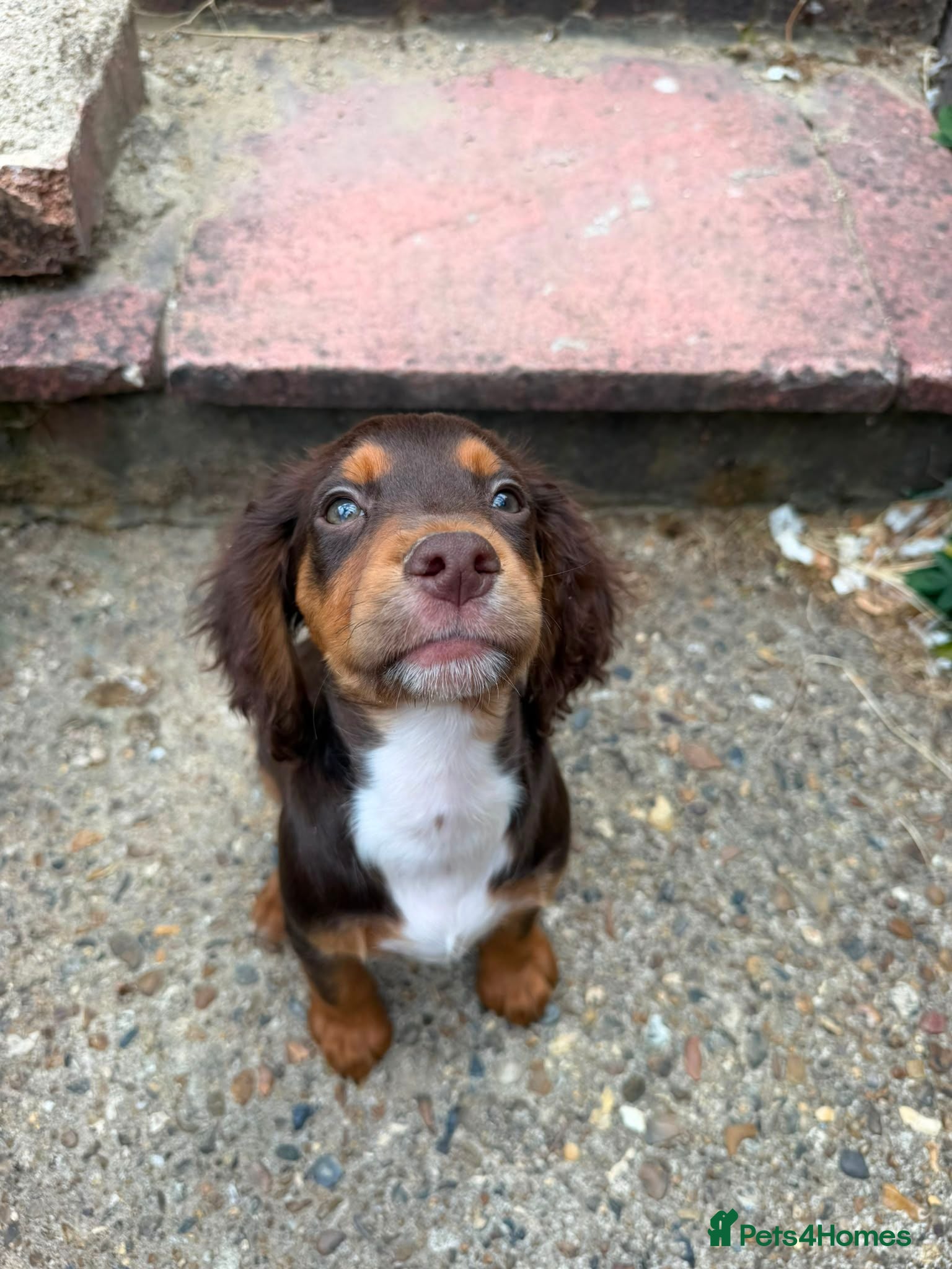 Cocker Spaniel dogs Working cocker spaniels  - Advert 9