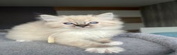 Ragdoll cats for sale: GCCF Ragdoll kittens for sale - Advert 30