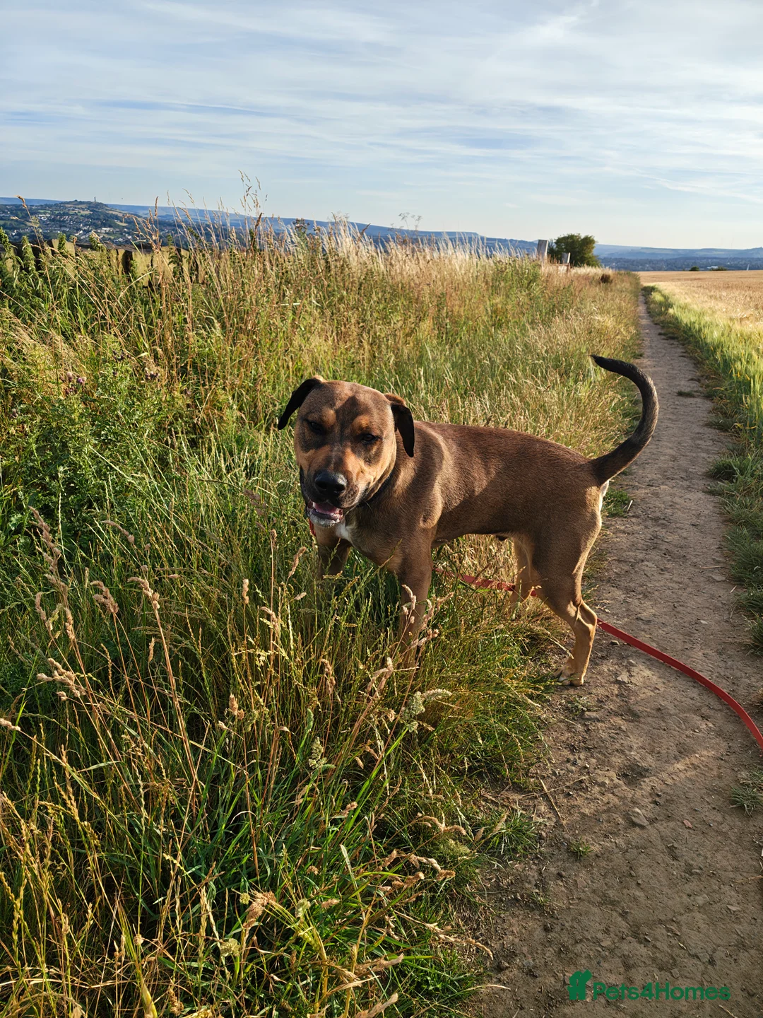 Mixed Breed dogs for sale: Dobermann x blue bulldog 17 month old  - Advert 7