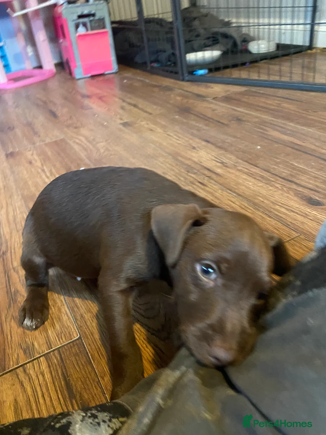 Patterdale Terrier dogs for sale: Beautiful Patterdale Terrier Puppies - Advert 2