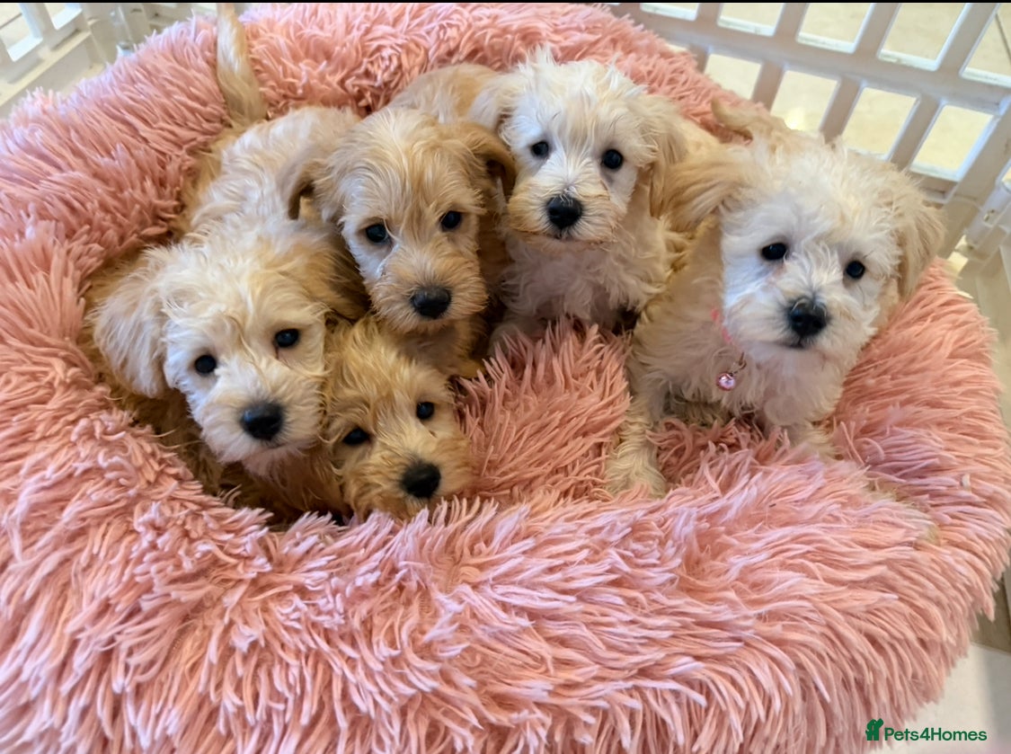 Mixed Breed dogs Toy/Mini Schnoodle Puppies  - Advert 1