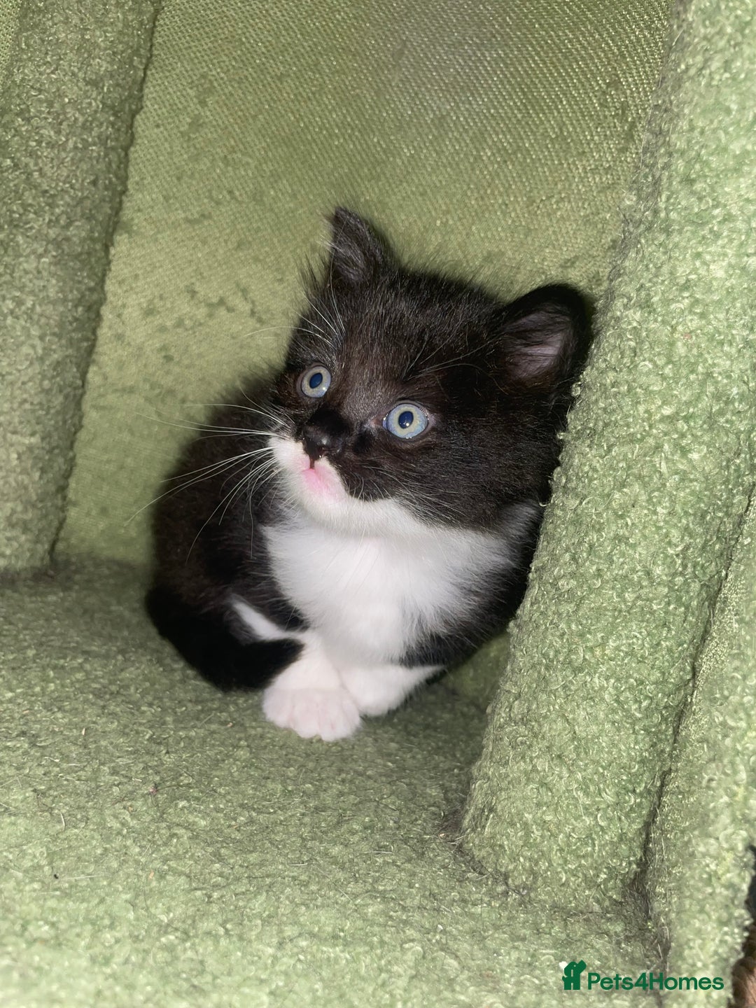 Mixed Breed cats for sale: Kittens 2 female ready  - Image 2