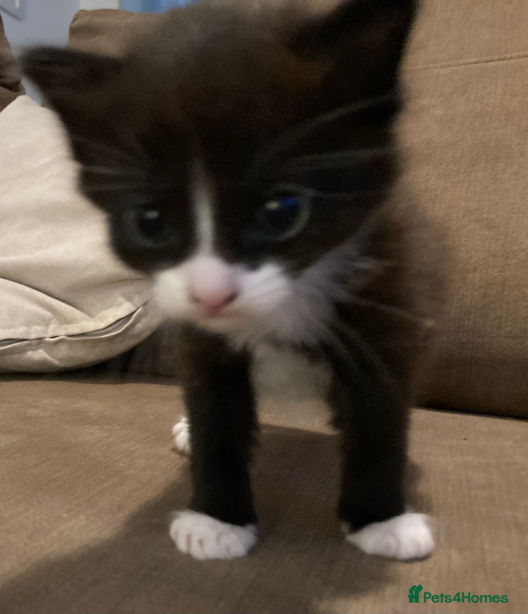 British Shorthair cats for sale: Kittens  - Image 5