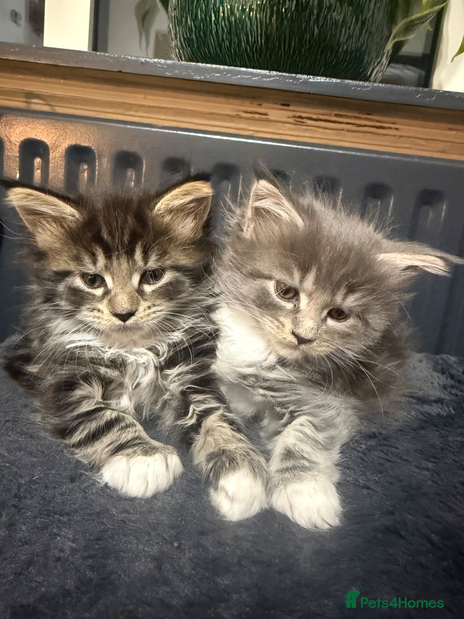 Maine Coon cats Mainecoon Kittens  - Advert 3
