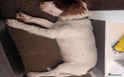English Springer Spaniel dogs for sale: Sprinter spaniel  - Image 4