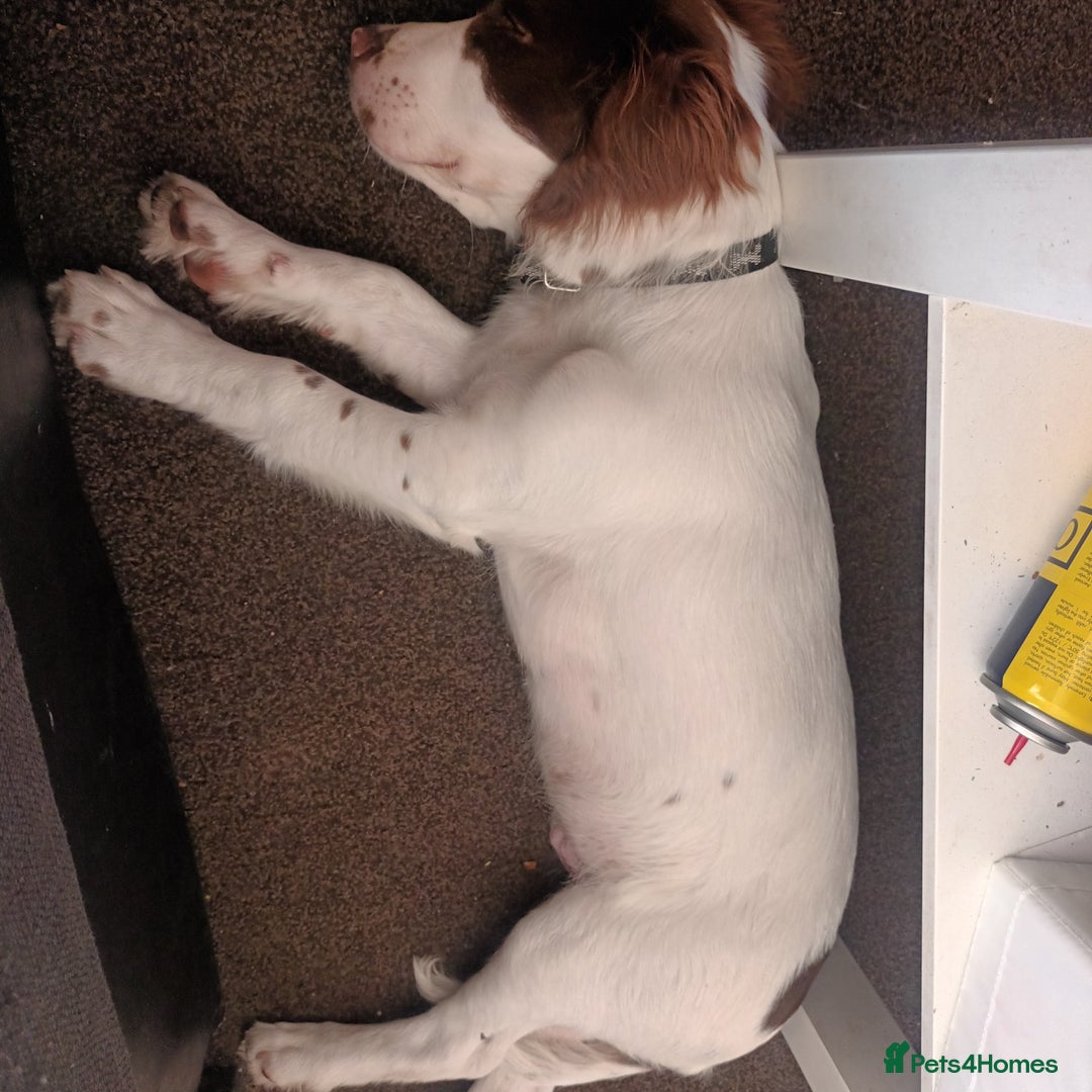 English Springer Spaniel dogs for sale: Sprinter spaniel  - Image 4
