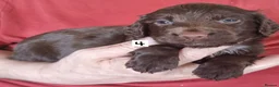 Cocker Spaniel dogs for sale: Cocker spaniel pups in Darwen - Advert 7