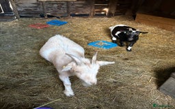 Goats livestock for sale: Pygmy goats  - Image 7
