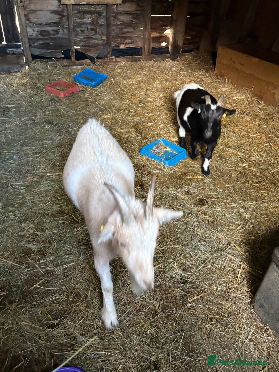 Goats livestock for sale: Pygmy goats  - Image 7