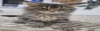 Bug
