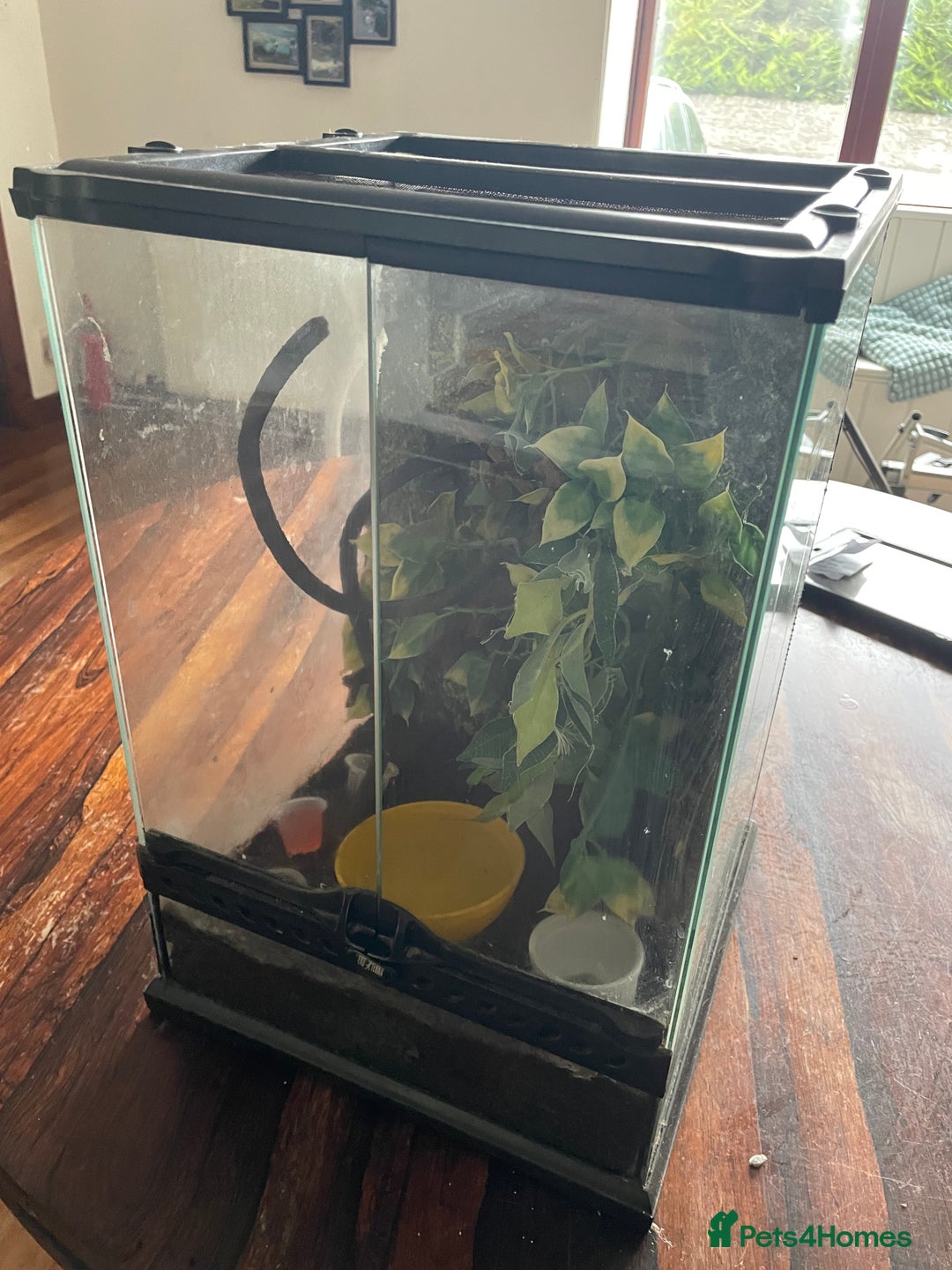Gecko reptiles for sale: Male Crested Gecko for sale  - Image 5