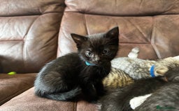 British Shorthair cats for sale: Gorgeous British Shorthair Kittens   - Image 36