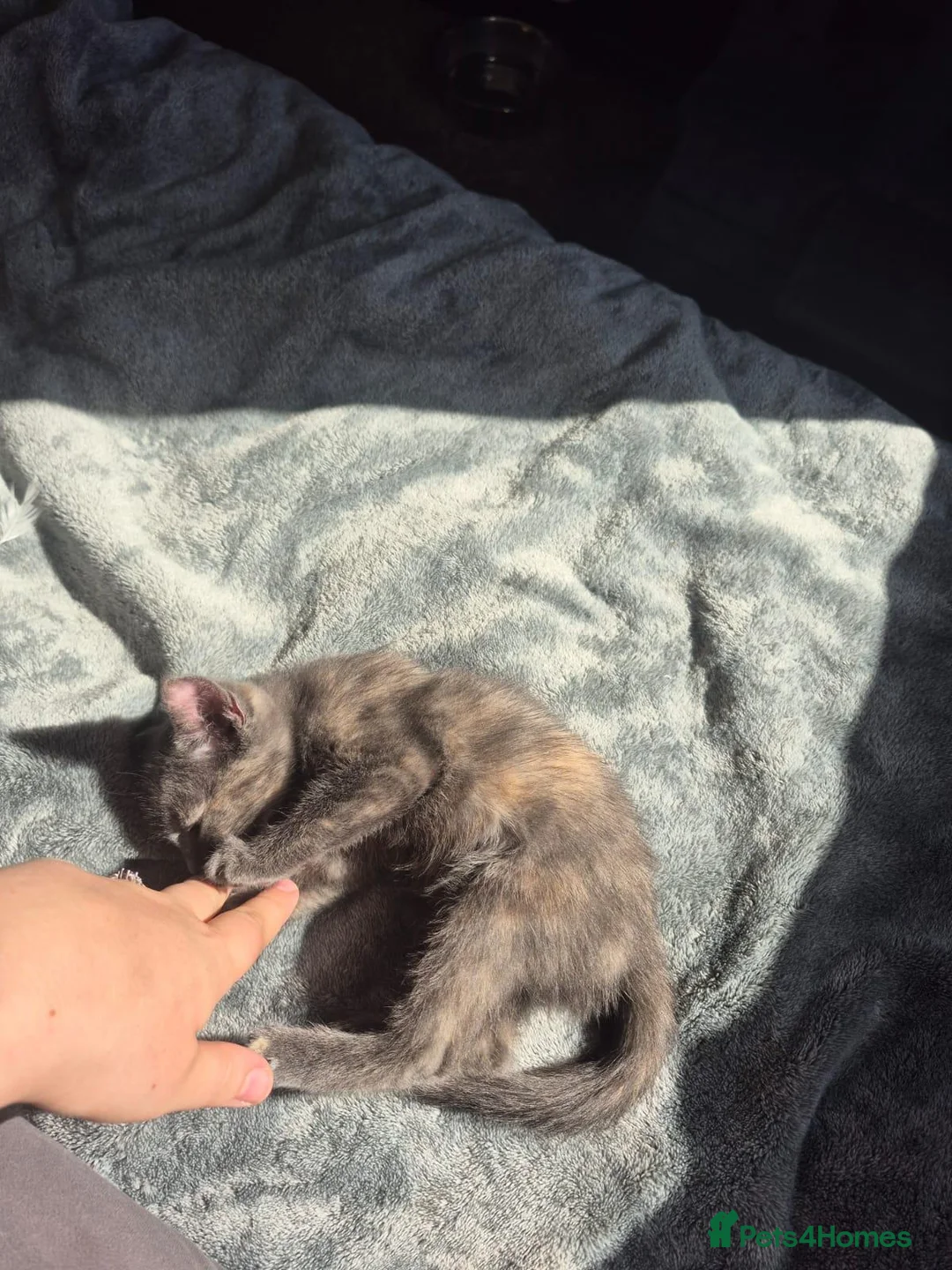 Mixed Breed cats for sale: Grey and ginger kitten Moon - Advert 2