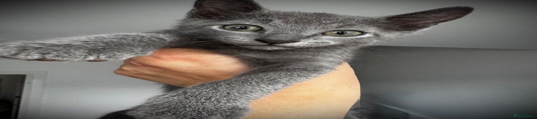 Russian Blue Kitten Light Blue Collar 