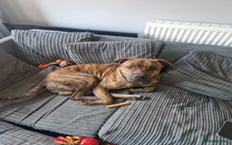 Mixed Breed dogs for sale: Beautiful dog in need of forever loving home - Advert 2