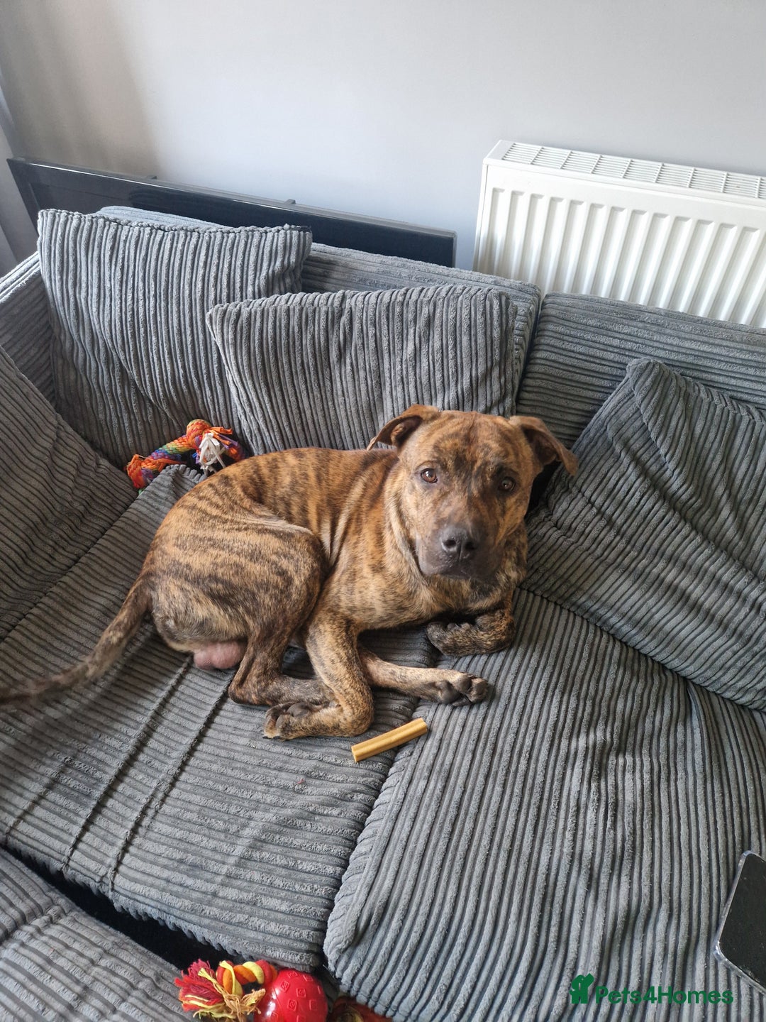 Mixed Breed dogs for sale: Beautiful dog in need of forever loving home - Advert 2
