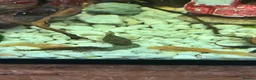 Plecos fish for sale: Juvenile Bristlenose Plecos  in Melton Mowbray - Advert 3