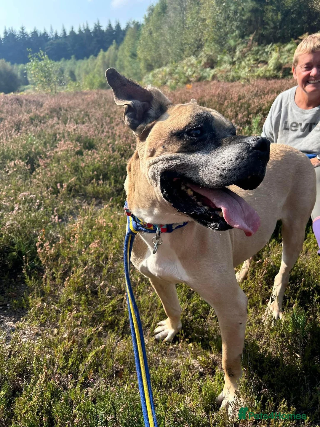 Mixed Breed dogs for adoption: ET - Hevingham Norfolk  in Norwich - Advert 5