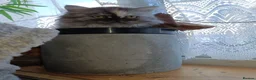 Persian cats for sale: Beautiful Persian kittens - Advert 5