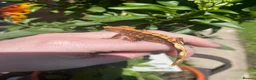 Gecko reptiles for sale: Crested Gecko Babies - Advert 5