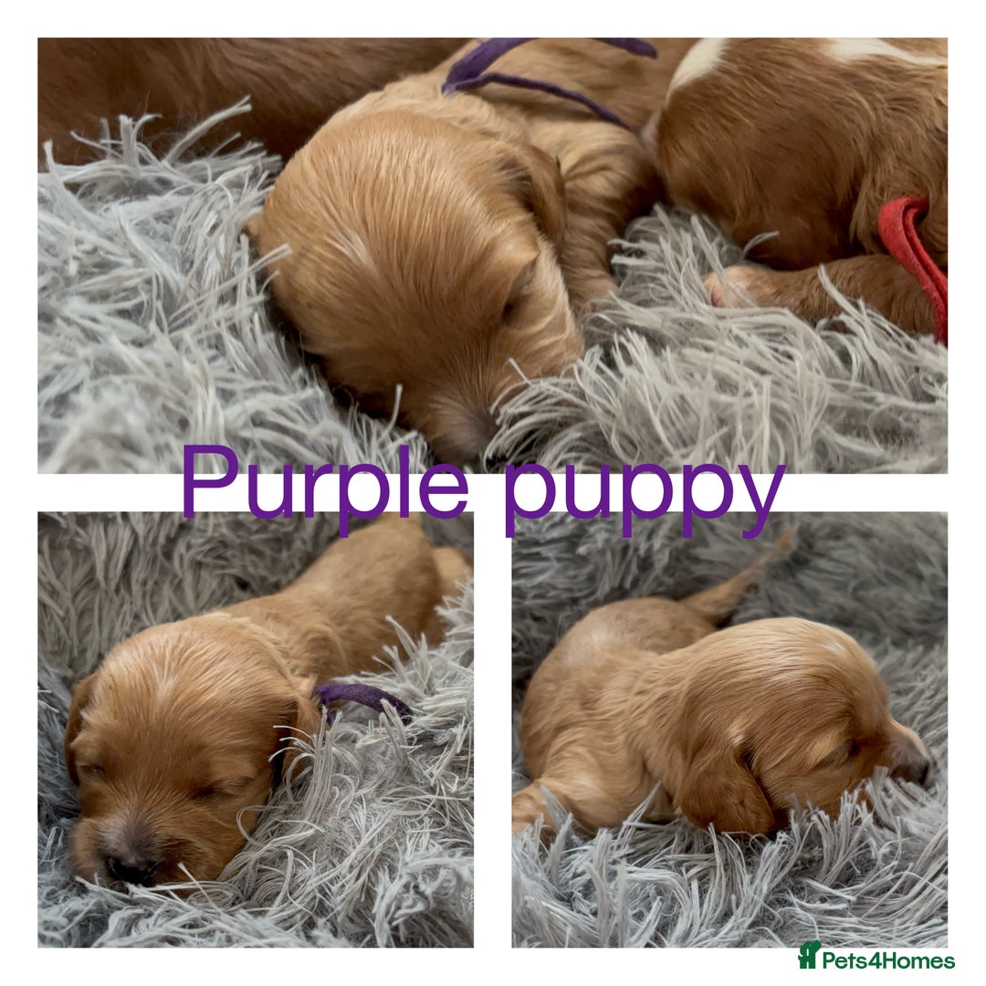 Cavapoo dogs for sale: Gorgeous F1 Cavapoo puppies. Health tested parents - Advert 26