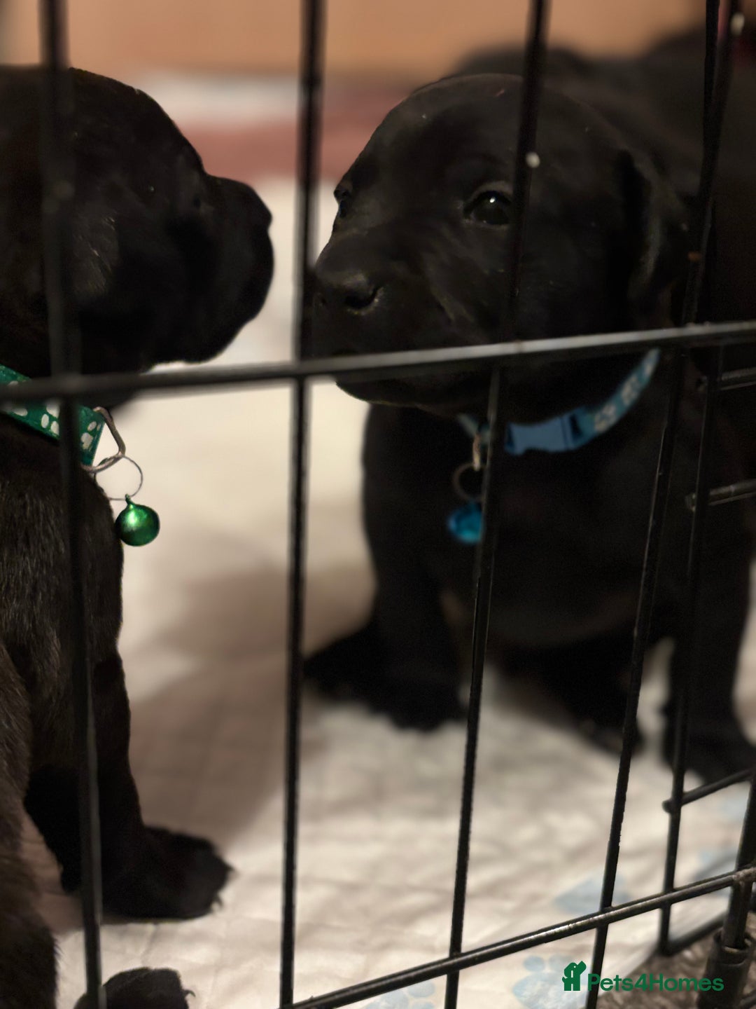 Mixed Breed dogs for sale: Beautiful Staffadors 4 weeks old  - Advert 12