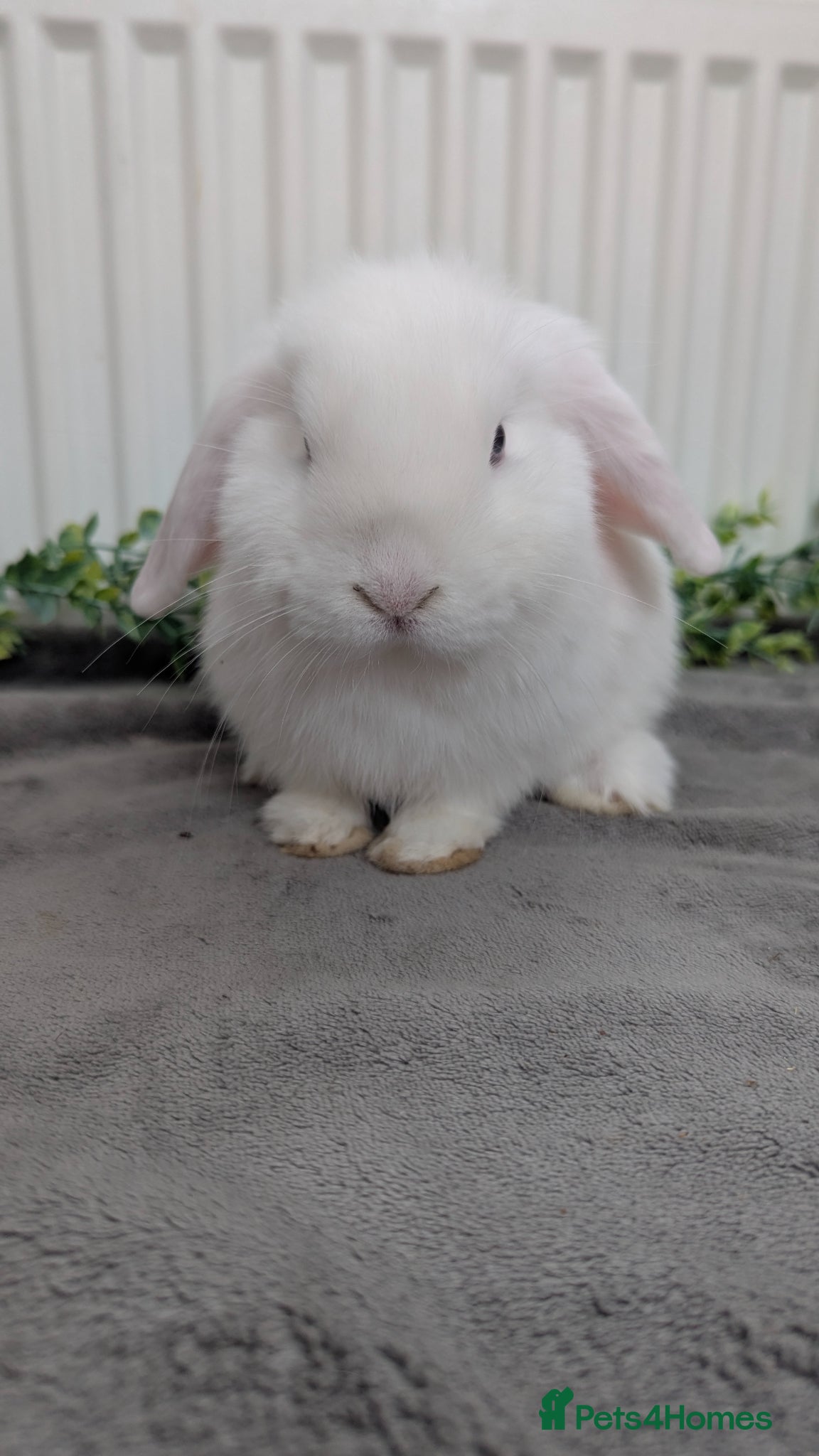 Mini Lop rabbits Little mini lop buck ready to leave  - Advert 3