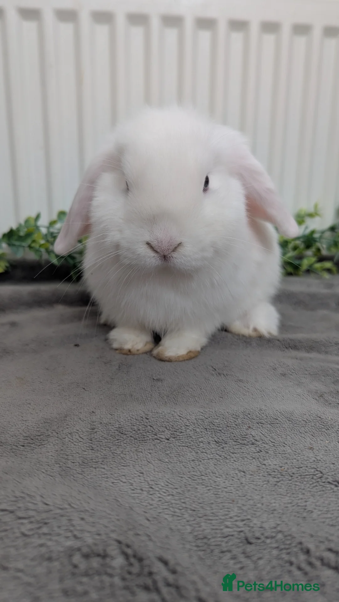 Mini Lop rabbits for sale: Little mini lop buck ready to leave  - Advert 1