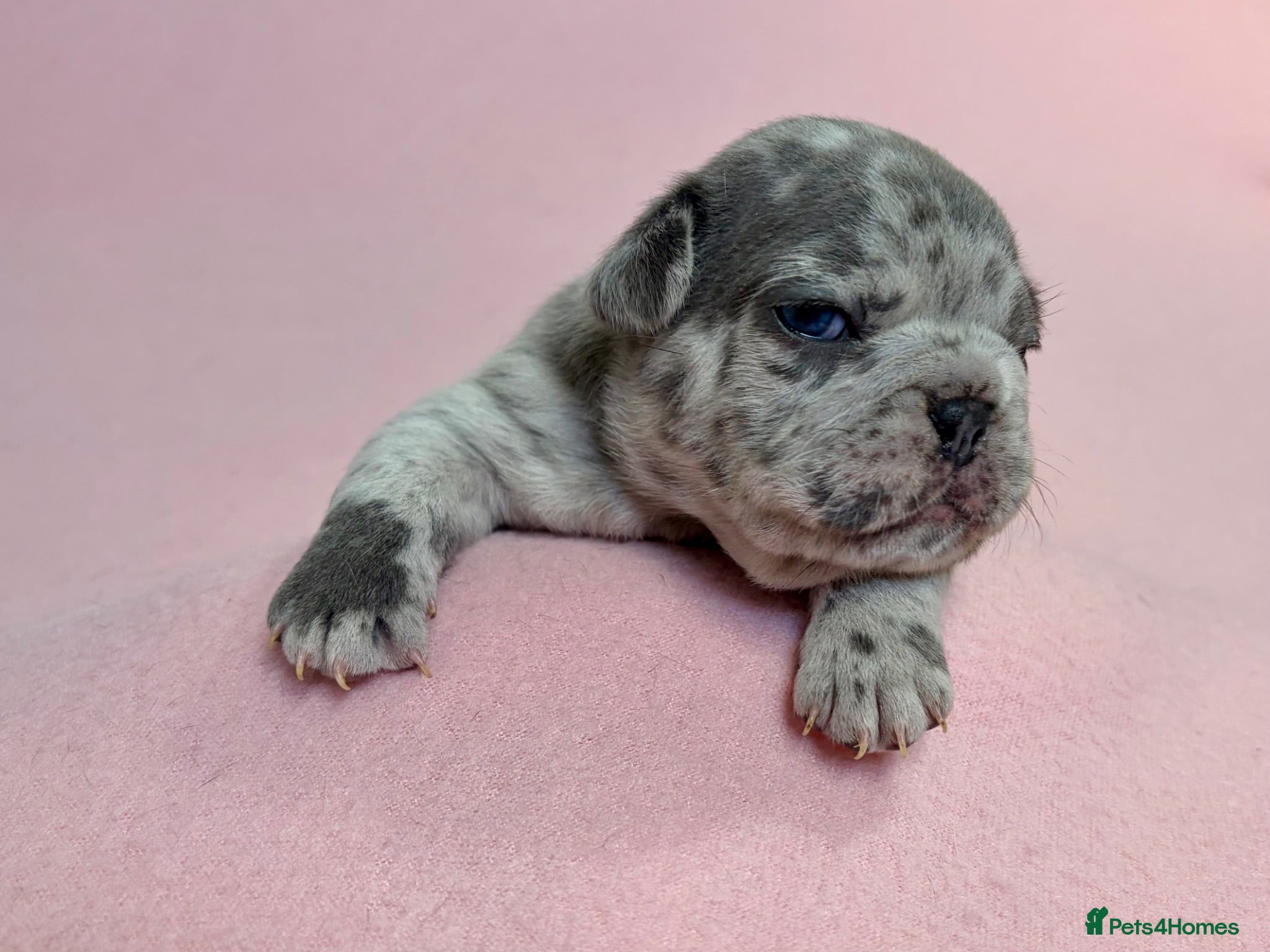 French Bulldog dogs 6 Adorable French Bulldog puppies - Advert 1