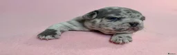 French Bulldog dogs for sale: 6 Adorable French Bulldog puppies - Advert 1