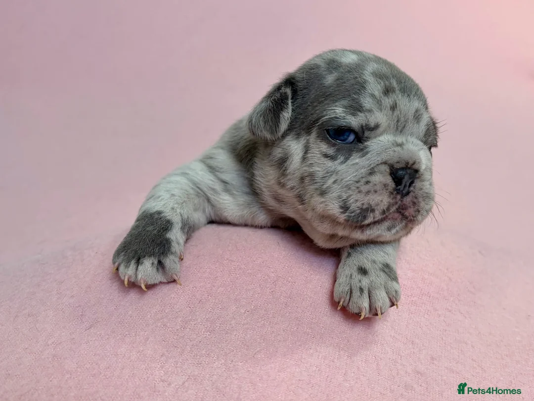 French Bulldog dogs for sale: 6 Adorable French Bulldog puppies - Advert 1