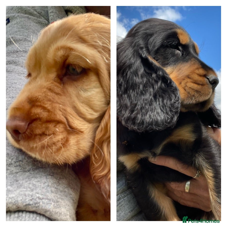 Cocker Spaniel dogs Stunning Cocker Spaniel Puppies  - Advert 17