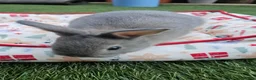 Netherland Dwarf rabbits for sale: Adorable Baby Rabbits for Sale – Beautiful Colours - Advert 6